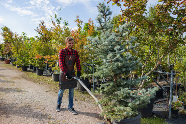 The Steps Involved in Our Tree Care Process in St Clair, MO